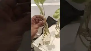 how to grow money plant easily in glass bottles