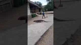 Komodo dragon