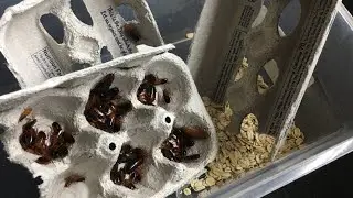 How To Set Up A Breeding Colony Of Red Runner Roaches!!! (Turkestan Cockroach)