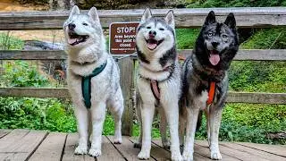 We Got Here at the Perfect Time With the Dogs!