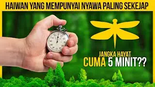 10 HAIWAN NYAWA PALING PENDEK YANG RAMAI TAK SANGKA