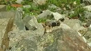 Pika 