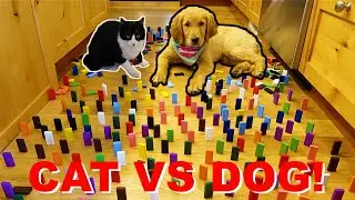 Puppy VS Cat Domino Obstacle Challenge!