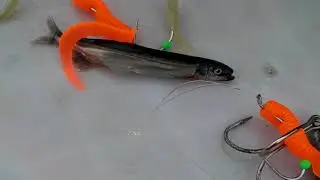 Полуостров Рыбачий. Мойва.