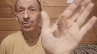 Жёлтый израильский скорпион - правда и только правда.