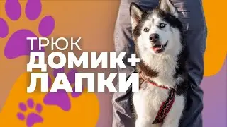 НАУЧИТЬ СОБАКУ СТАВИТЬ ЛАПКИ НА НОГИ 🐩 Команда Домик и Лыжи, трюк щенок между ног наступая лапами 🎩