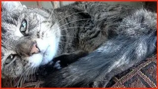 Waking Up Shelly, my Cat ▶︎ by Phoenyx787