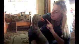 Гусь соскучился! Ч.2