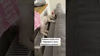 Кот без шерсти и его батарея - неразлучны👌