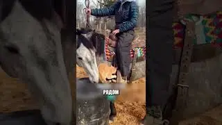 Лошадь помогла МАЛЕНЬКОМУ КОТУ ЗАБРАТЬСЯ НА СПИНУ🤩💡🐎