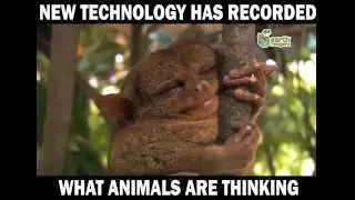 NEW TECHNOLOGY HAS RECORDED WHAT ANIMALS ARE THINKING