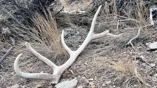 Scouting For Moose Shed Hunting🫎 (with a side of elk shed??)