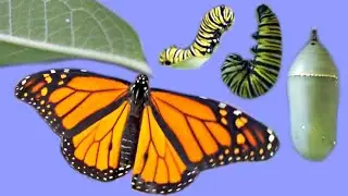 Raising an Egg to a Butterfly -- The Life Cycle of the Monarch -- METAMORPHOSIS