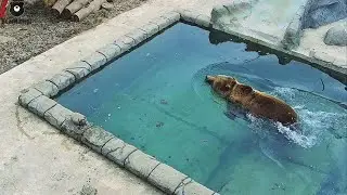 Бассейн готов к новому купальному сезону 2023🐻🌊