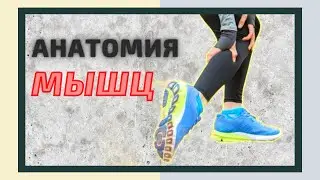 МЫШЦЫ ГОЛЕНИ: ТЕОРИЯ И ТЕСТИРОВАНИЕ. ФРАГМЕНТ ВЕБИНАРА. ПРИКЛАДНАЯ КИНЕЗИОЛОГИЯ.