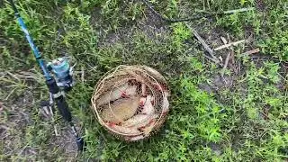 Результат рыбалки .Поплапоппер, красноперка.
