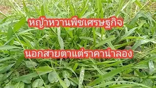 หญ้าหวานพืชเศรษฐกิจมาแรงลดเบาหวานนํ้าตาลในเลือดได้