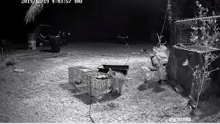 Relocating Raccoon #2