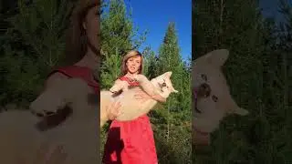 Маламуты России из Маламут Парка #alaskanmalamute #россия #путешествия