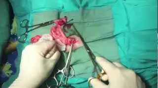 Dog Ovariohysterectomy (Spay)