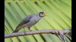 How to- Bird photography in quarantine! Attracting birds to your Backyard!
