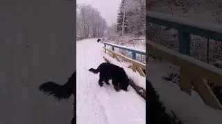 Ноябрь- декабрь 2023 питомника YUZHNY PRICHAL