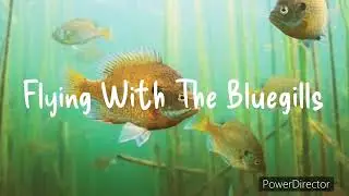 Garage Band: Flying With The Bluegills