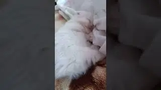 котик сладко спит на кровати