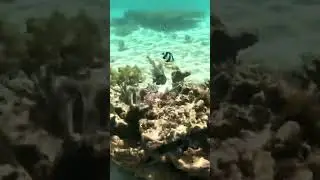 Снорклинг на юге Маврикия. Пляж Ле Морн 