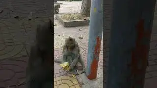 A little mother monkey eat banana delicious