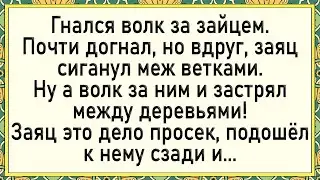 Заяц волку отомстил! Сборник свежих анекдотов. Юмор