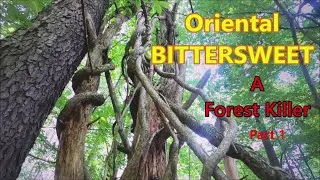 Oriental Bittersweet... The FOREST KILLER  Invasive Plant #bittersweet #invasivespecies