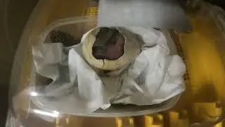 Hoiho chick hatching - a world first in hospital