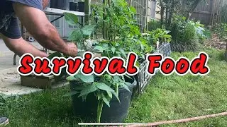 #Survivalseeds2024 Collaboration- Growing & Harvest Recap