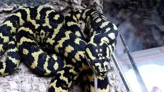 Yearling Carpet Python finishes up a mouse