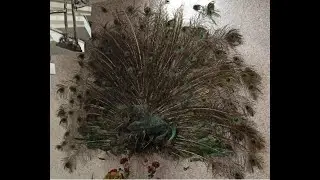 Декоративные картины из натурального мха и искуственных растений на заказ Украшение любого интерьера