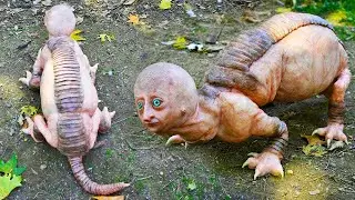 ANIMAIS QUE NASCEM APENAS UMA VEZ A CADA MIL ANOS - Mais Curiosidades