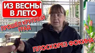 Из весны в лето Плоскорез Фокина Прошёл крупный град