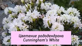 Flowering of the Cunningham's White Rhododendron.