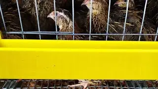 перепелиная клетка своими руками 🤗