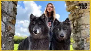 GIANT BLUE WOLFDOG - When River met Ocean / Ep 3