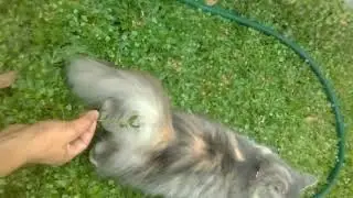 Nge wik wik dulu