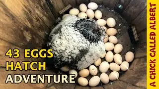 Can One Chicken Hatch 43 Eggs?