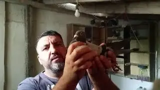 докупил спортивных голубей