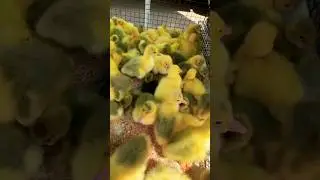 Утренний будильничек 😍 🐣 