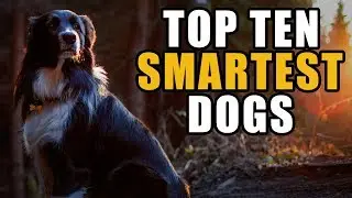 10 Smartest Dog Breeds