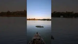 крокодайл ?🐊 или аллигатор ? 🤔