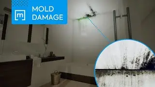 Mold Damage Assessment (Quick Tutorial)
