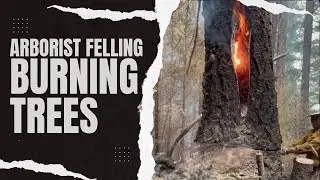 Arborist Felling Large Burning Trees 🔥🌲 😳