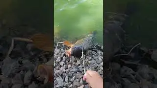 карп на 7кг.
